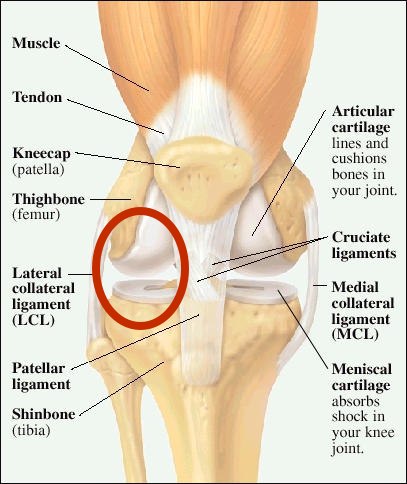 Medial Collateral Ligament Knee Anatomy Sexiezpix Web Porn